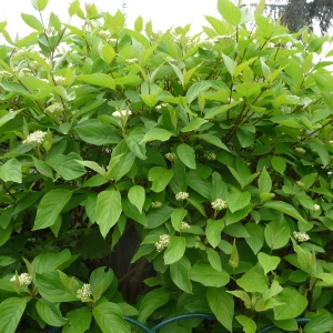 Photographie n°88153 du taxon Cornus sanguinea L. [1753]