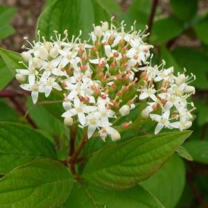 Photographie n°88162 du taxon Cornus sanguinea L. [1753]