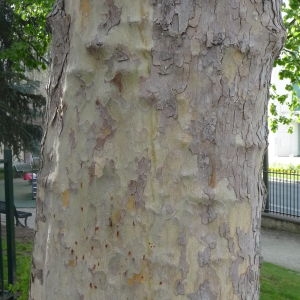 Photographie n°88165 du taxon Platanus x hispanica Mill. ex Münchh. [1770]