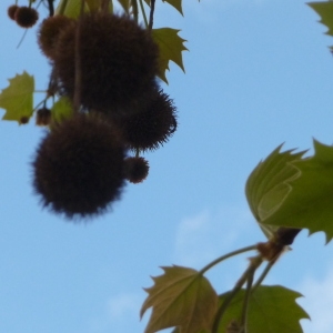 Photographie n°88166 du taxon Platanus x hispanica Mill. ex Münchh. [1770]