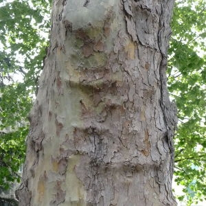 Photographie n°88167 du taxon Platanus x hispanica Mill. ex Münchh. [1770]