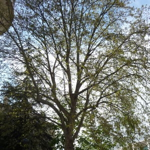 Photographie n°88168 du taxon Platanus x hispanica Mill. ex Münchh. [1770]