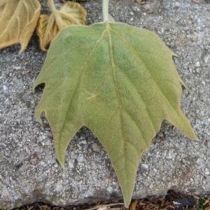 Photographie n°88171 du taxon Platanus x hispanica Mill. ex Münchh. [1770]