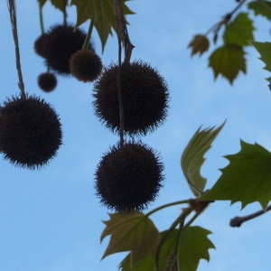 Photographie n°88172 du taxon Platanus x hispanica Mill. ex Münchh. [1770]