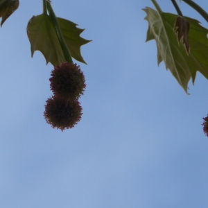 Photographie n°88179 du taxon Platanus x hispanica Mill. ex Münchh. [1770]