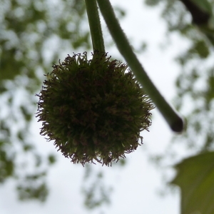 Photographie n°88182 du taxon Platanus x hispanica Mill. ex Münchh. [1770]