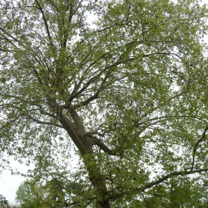 Photographie n°88188 du taxon Platanus x hispanica Mill. ex Münchh. [1770]