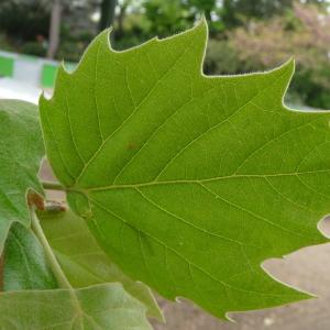 Photographie n°88189 du taxon Platanus x hispanica Mill. ex Münchh. [1770]