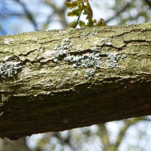 Photographie n°88199 du taxon Quercus robur L. [1753]