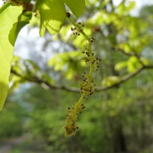 Photographie n°88222 du taxon Quercus robur L. [1753]