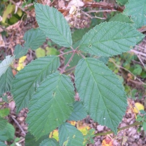 Rubus goniophorus H.E.Weber (Ronce)