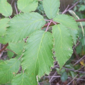 Rubus pericrispatus Holub & Trávn.