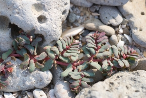 Jean René Garcia , le 17 septembre 2011 (Frontignan (Aresquiers))