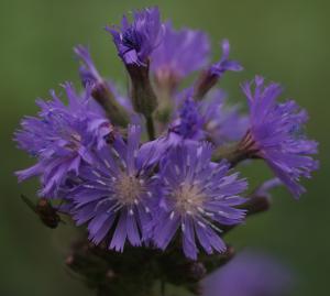 Liliane Roubaudi, le  1 juillet 2012 (Chamonix-Mont-Blanc (chemin sous les mélèzes))