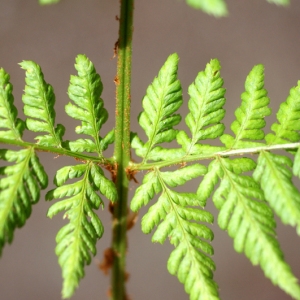 Photographie n°88315 du taxon Dryopteris dilatata (Hoffm.) A.Gray [1848]