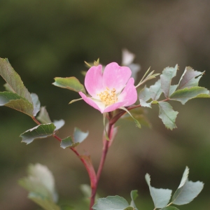 Photographie n°88323 du taxon Rosa glauca Pourr. [1788]