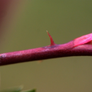 Photographie n°88325 du taxon Rosa glauca Pourr. [1788]