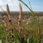  Claire NEWTON - Equisetum fluviatile L. [1753]