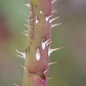 Photographie n°88329 du taxon Rosa glauca Pourr. [1788]