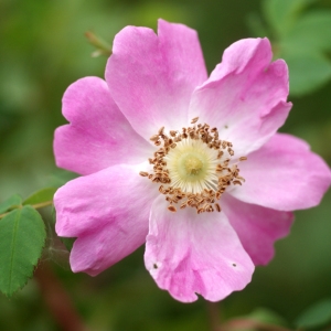 Rosa rubrifolia var. senticosiformis Rouy & E.G.Camus (Églantier à feuilles rougeâtres)