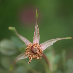 Photographie n°88333 du taxon Rosa glauca Pourr. [1788]