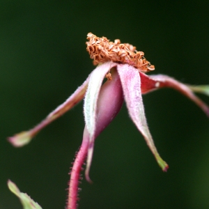 Photographie n°88336 du taxon Rosa glauca Pourr. [1788]