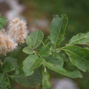 Photographie n°88340 du taxon Salix appendiculata Vill. [1789]