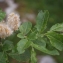  Liliane Roubaudi - Salix appendiculata Vill. [1789]