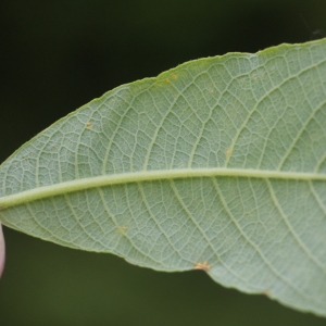 Photographie n°88344 du taxon Salix appendiculata Vill. [1789]