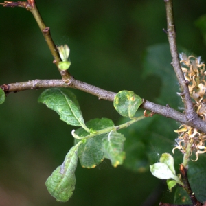 Photographie n°88345 du taxon Salix appendiculata Vill. [1789]