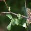  Liliane Roubaudi - Salix appendiculata Vill. [1789]