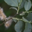  Liliane Roubaudi - Salix appendiculata Vill. [1789]