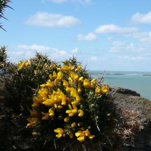 Photographie n°88354 du taxon Ulex europaeus L. [1753]