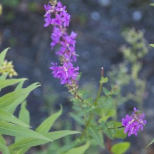 Photographie n°88366 du taxon Lythrum salicaria L.