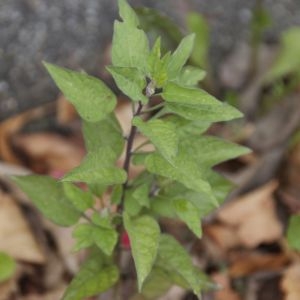 Photographie n°88372 du taxon Solanum nigrum L. [1753]