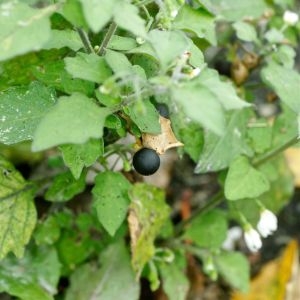 Photographie n°88373 du taxon Solanum nigrum L. [1753]