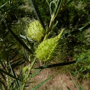 Photographie n°88443 du taxon Gomphocarpus fruticosus (L.) R.Br. [1809]