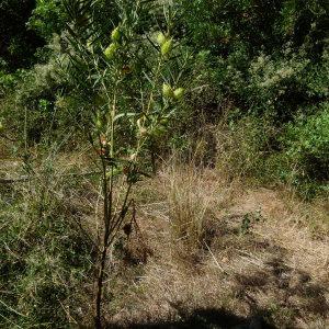 Photographie n°88444 du taxon Gomphocarpus fruticosus (L.) R.Br. [1809]