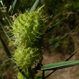 Photographie n°88446 du taxon Gomphocarpus fruticosus (L.) R.Br. [1809]