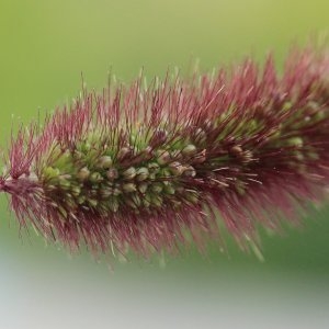 Photographie n°88477 du taxon Setaria viridis subsp. pycnocoma (Steud.) Tzvelev [1969]