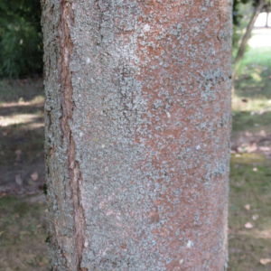 Zelkova serrata (Thunb.) Makino (Orme du Japon)