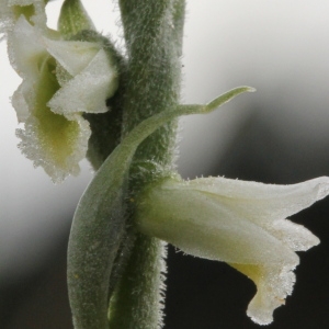 Photographie n°88888 du taxon Spiranthes autumnalis Rich. [1817]