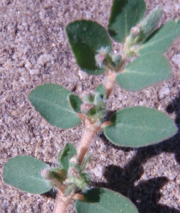 Genevieve Botti, le 14 octobre 2012 (Marseille (Bonneveine))