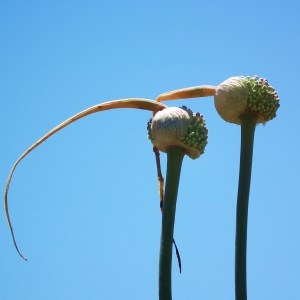 Photographie n°88904 du taxon Allium commutatum Guss. [1855]