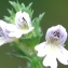  Jean René Garcia  - Euphrasia stricta D.Wolff ex J.F.Lehm. [1809]