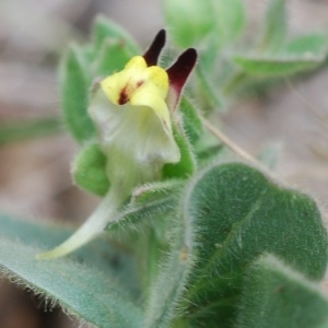 Linaria subrotunda St.-Lag. (Fausse Velvote)