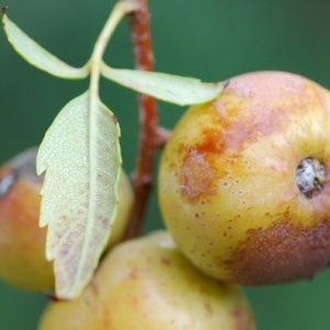 Photographie n°88922 du taxon Sorbus domestica L. [1753]