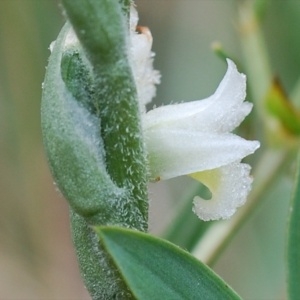 Photographie n°88924 du taxon Spiranthes spiralis K.Koch [1849]