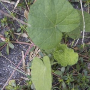 Photographie n°88943 du taxon Alcea rosea L. [1753]