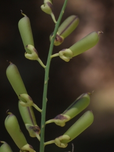 Liliane Roubaudi, le 21 juillet 2012 (Kourou (île Royale))